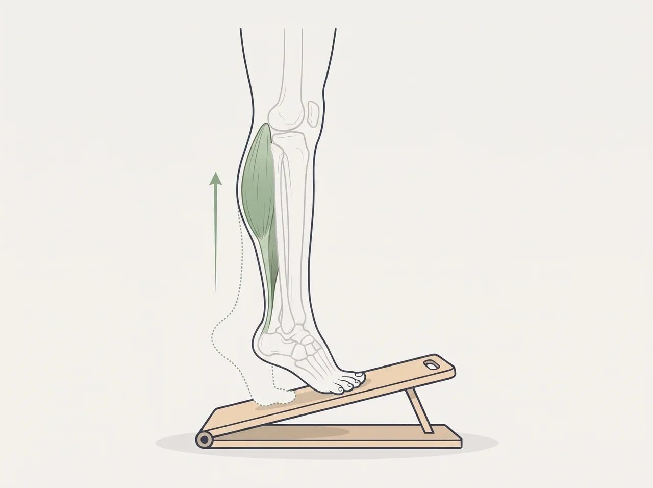 Illustration of a slow calf raise on the slant board, with the calf muscle highlighted