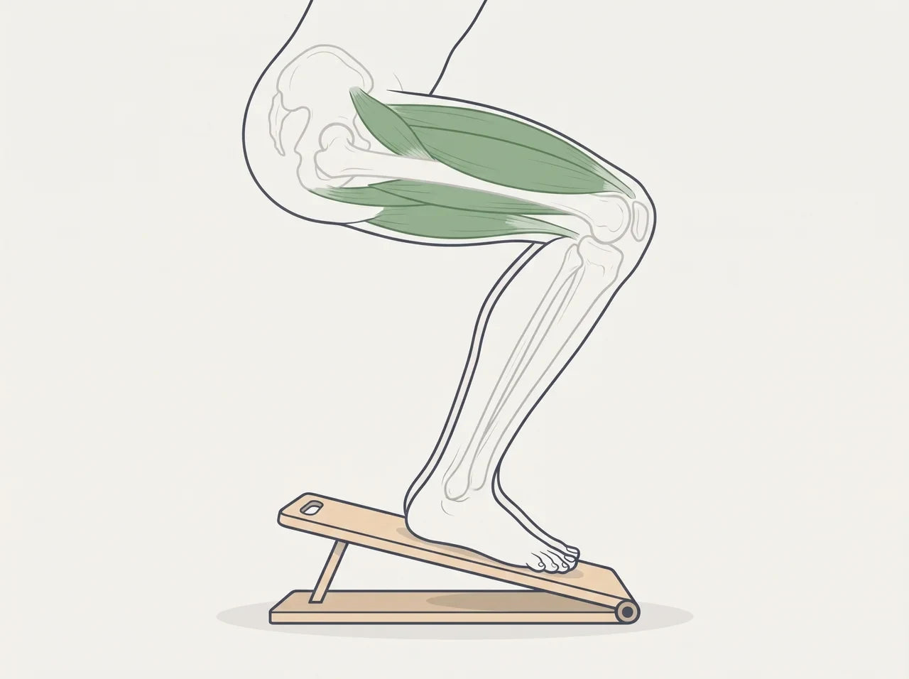 Illustration of a heels-up squat on the turned-around slant board, with the thigh muscles highlighted