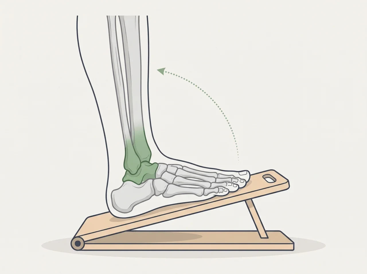 Illustration of the foot on the slant board with the ankle joint highlighted